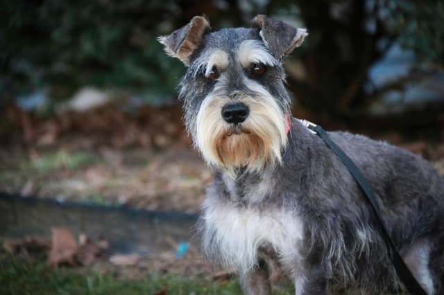 Miniature Schnauzer Puppies media 4