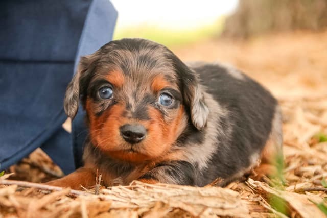 Dachshund Puppies media 3