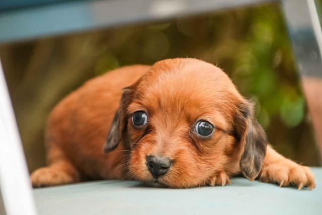 Dachshund Puppies media 5