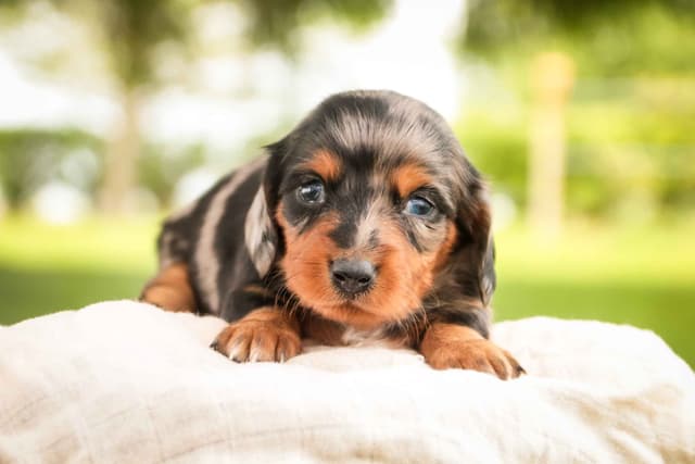 Dachshund Puppies media 4