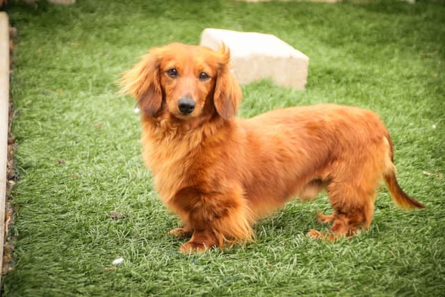 Dachshund Puppies media 6