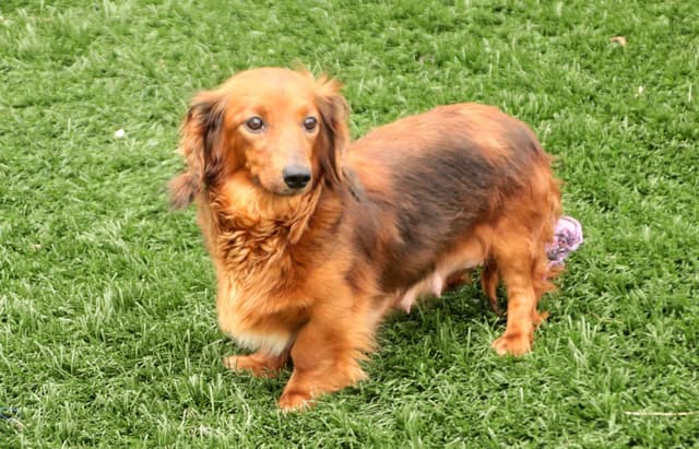 Dachshund Puppies media 7