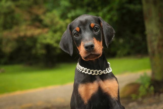 Doberman Pinscher Puppies media 6
