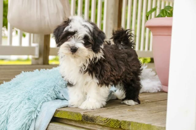 Havanese Puppies media 2