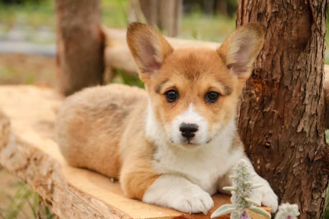 Pembroke Welsh Corgi Puppies media 2