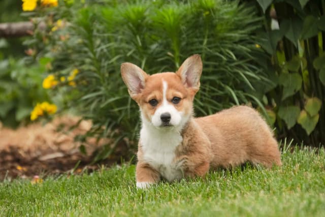 Pembroke Welsh Corgi Puppies media 2