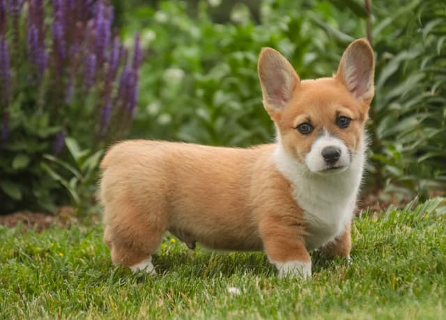 Pembroke Welsh Corgi Puppies media 3