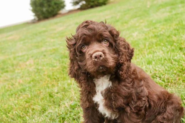 Cocker Spaniel Puppies media 3