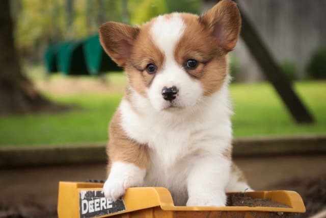 Pembroke Welsh Corgi Puppies media 6