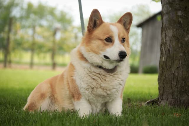 Pembroke Welsh Corgi Puppies media 7