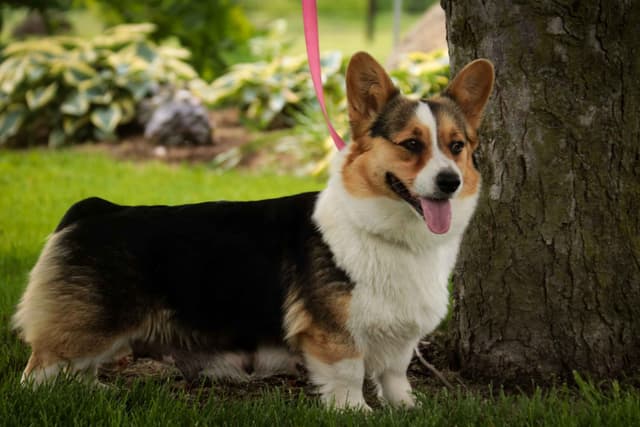 Pembroke Welsh Corgi Puppies media 8