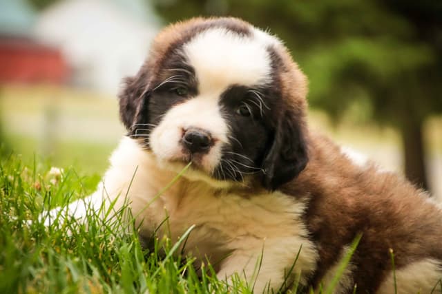 Saint Bernard Puppies media 6