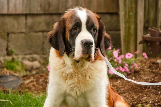 Saint Bernard Puppies media 8