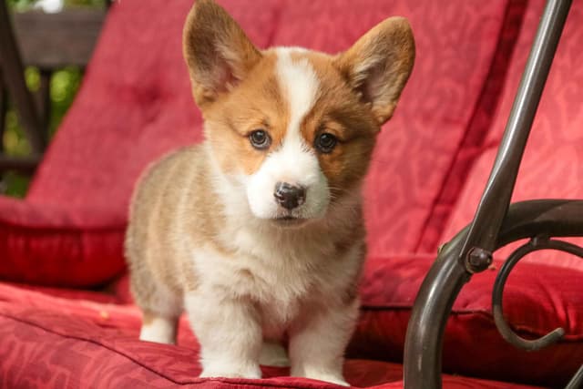 Pembroke Welsh Corgi Puppies media 5