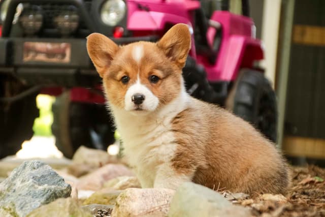 Pembroke Welsh Corgi Puppies media 3