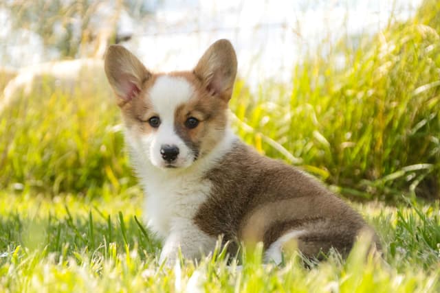 Pembroke Welsh Corgi Puppies media 2