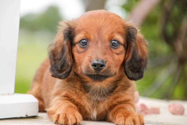 Dachshund Puppies media 2