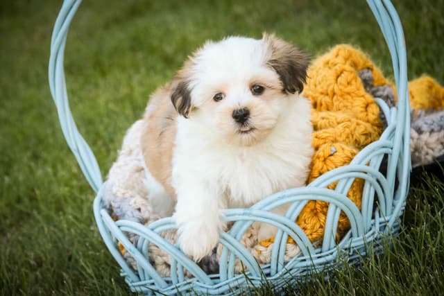 Havanese Puppies media 3