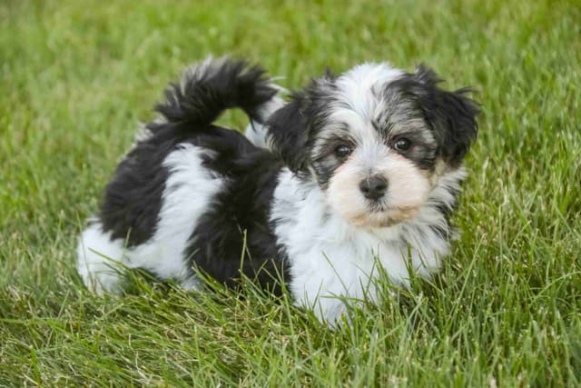 Havanese Puppies media 4