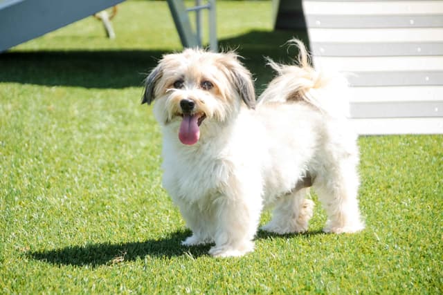 Havanese Puppies media 5