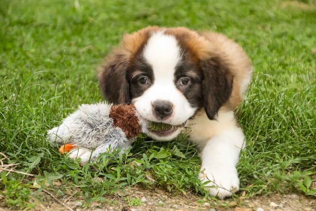 Saint Bernard Puppies media 2