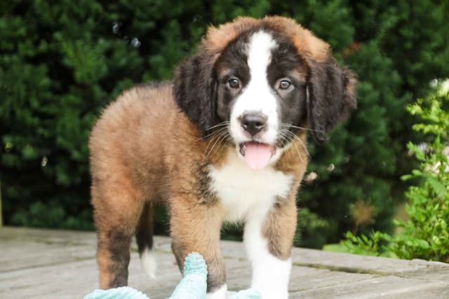 Saint Bernard Puppies media 4