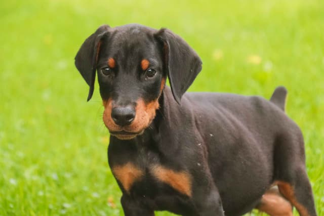 Doberman Pinscher Puppies media 4
