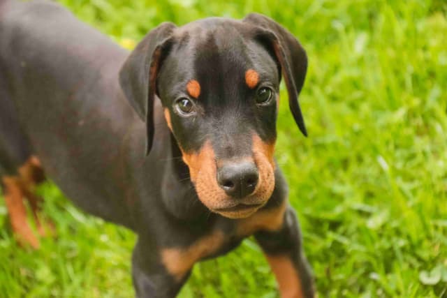 Doberman Pinscher Puppies media 3