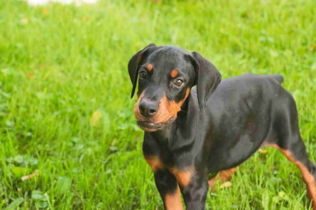 Doberman Pinscher Puppies media 2