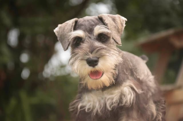 Miniature Schnauzer Puppies media 2