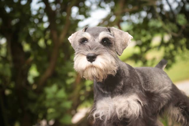 Miniature Schnauzer Puppies media 3