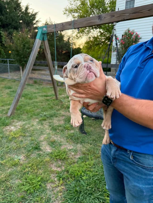 Bulldog Puppies media 2