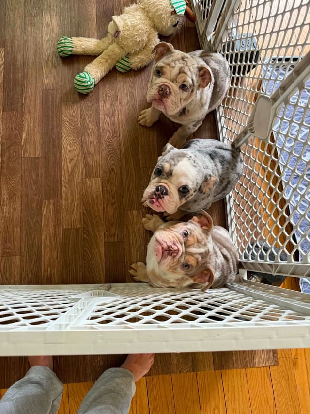 Bulldog Puppies media 3