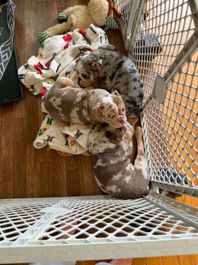 Bulldog Puppies media 4