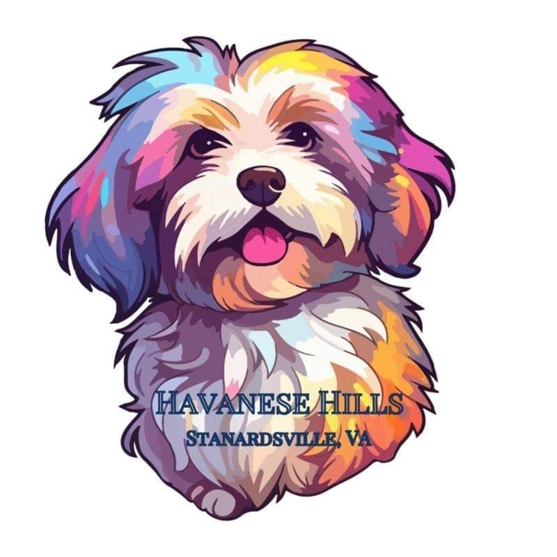 Havanese Puppy 'Nacho' breeder image 5