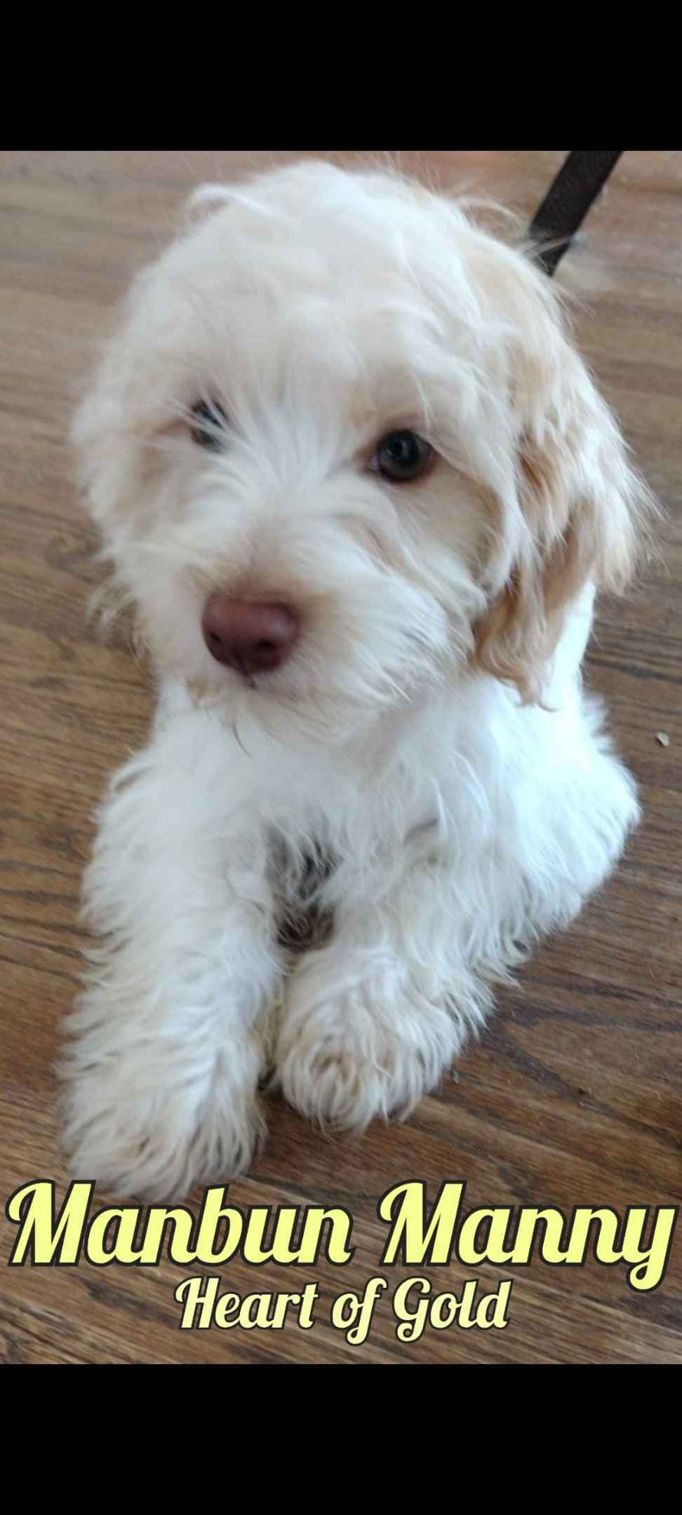 Havanese Puppy 'Nacho' breeder image 1