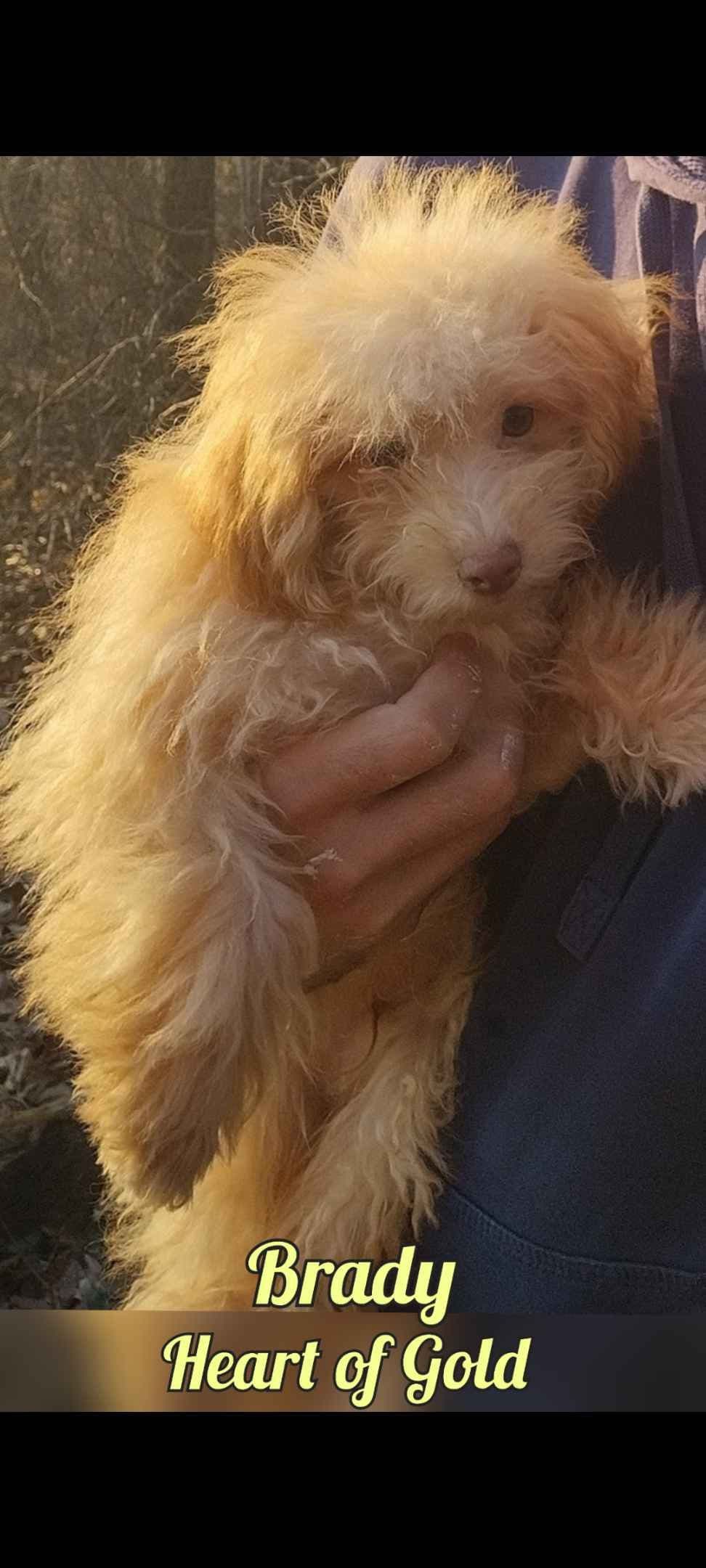 Havanese Puppy 'Nacho' breeder image 2