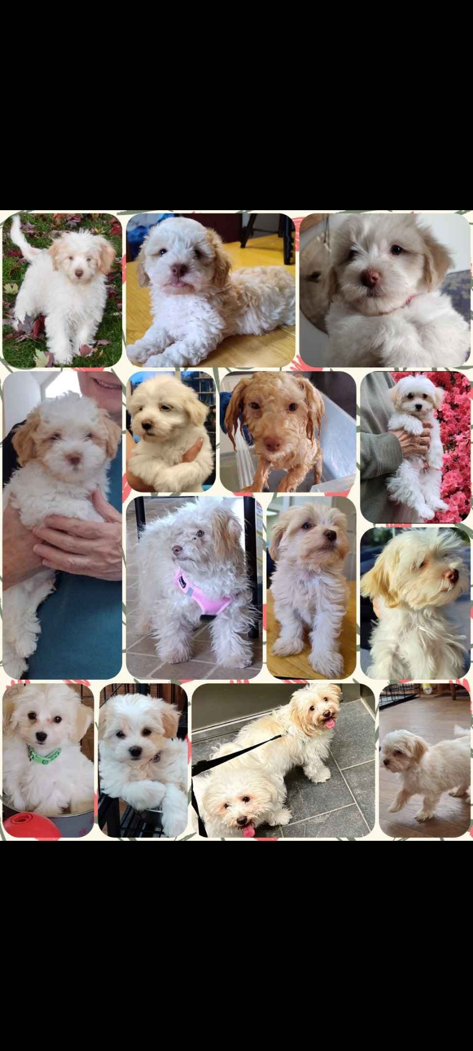 Havanese Puppy 'Nacho' breeder image 4
