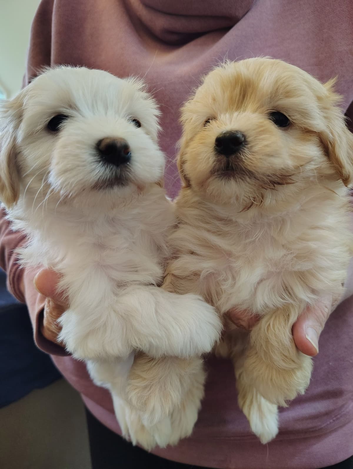 Havanese Puppy 'Nacho' breeder image 3