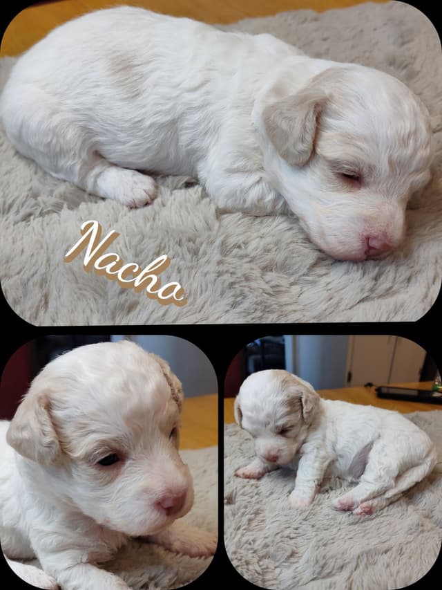 Havanese Puppy 'Nacho' media 6