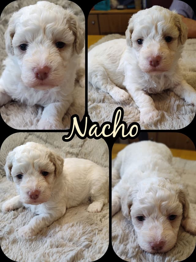 Havanese Puppy 'Nacho' media 4