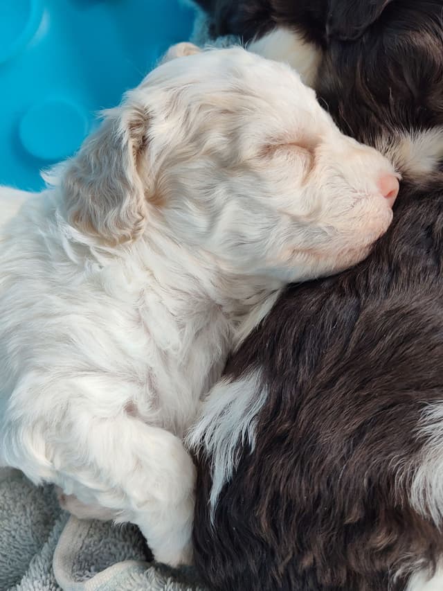 Havanese Puppy 'Nacho' media 5