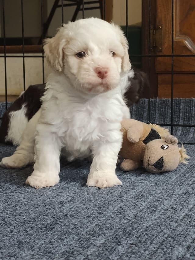 Havanese Puppy 'Nacho' media 2