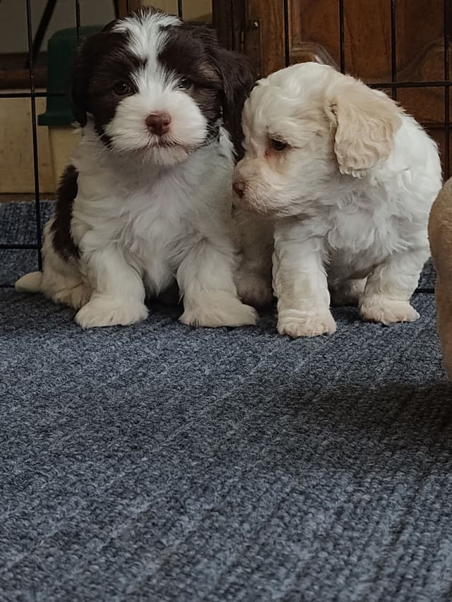 Havanese Puppy 'Nacho' media 3