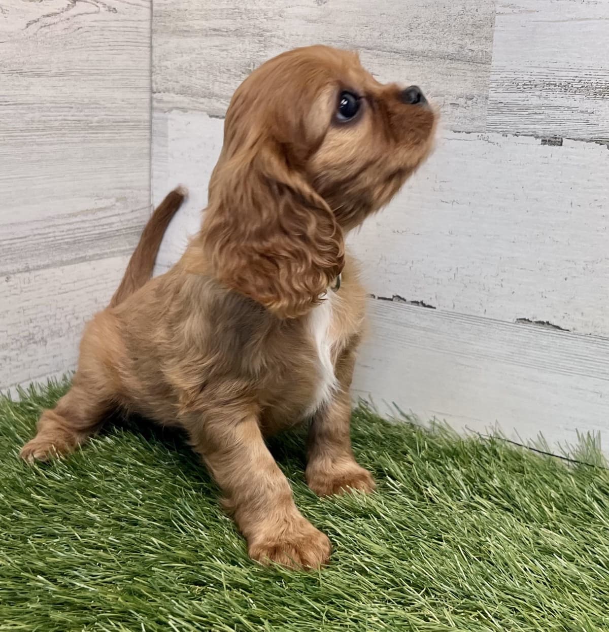 Cavalier King Charles Spaniel Puppies breeder image 4