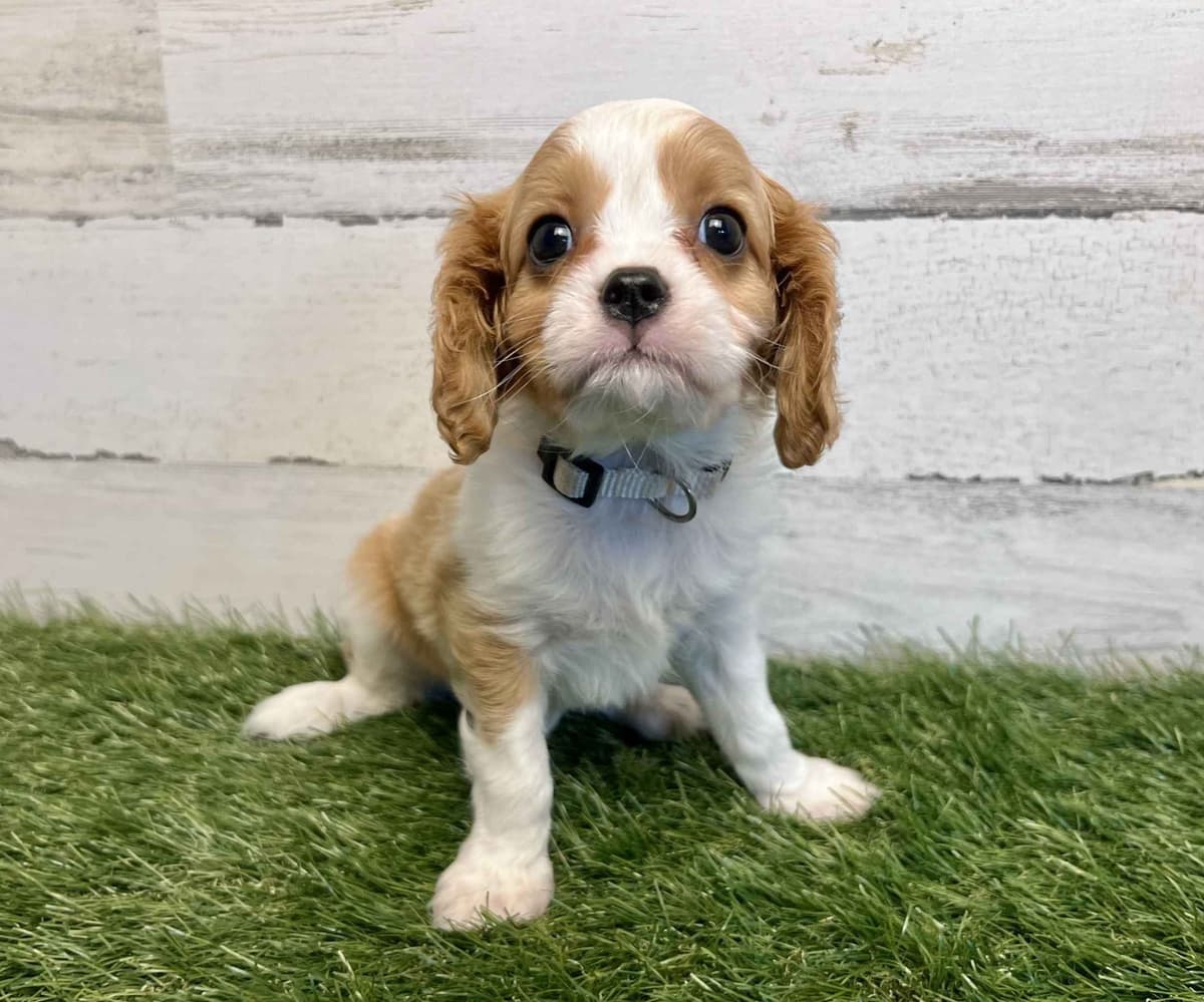 Cavalier King Charles Spaniel Puppies breeder image 5