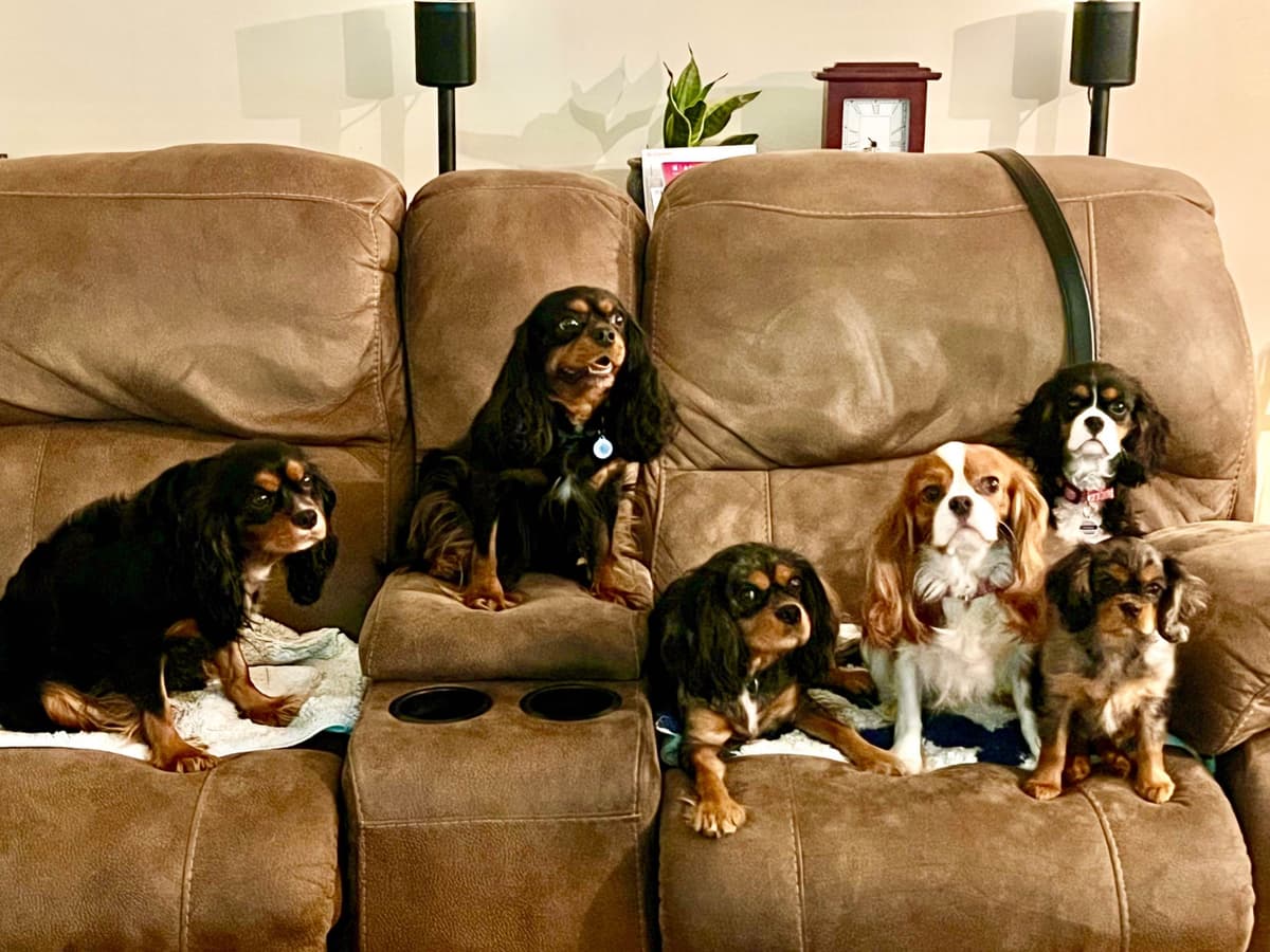 Cavalier King Charles Spaniel Puppies breeder image 1