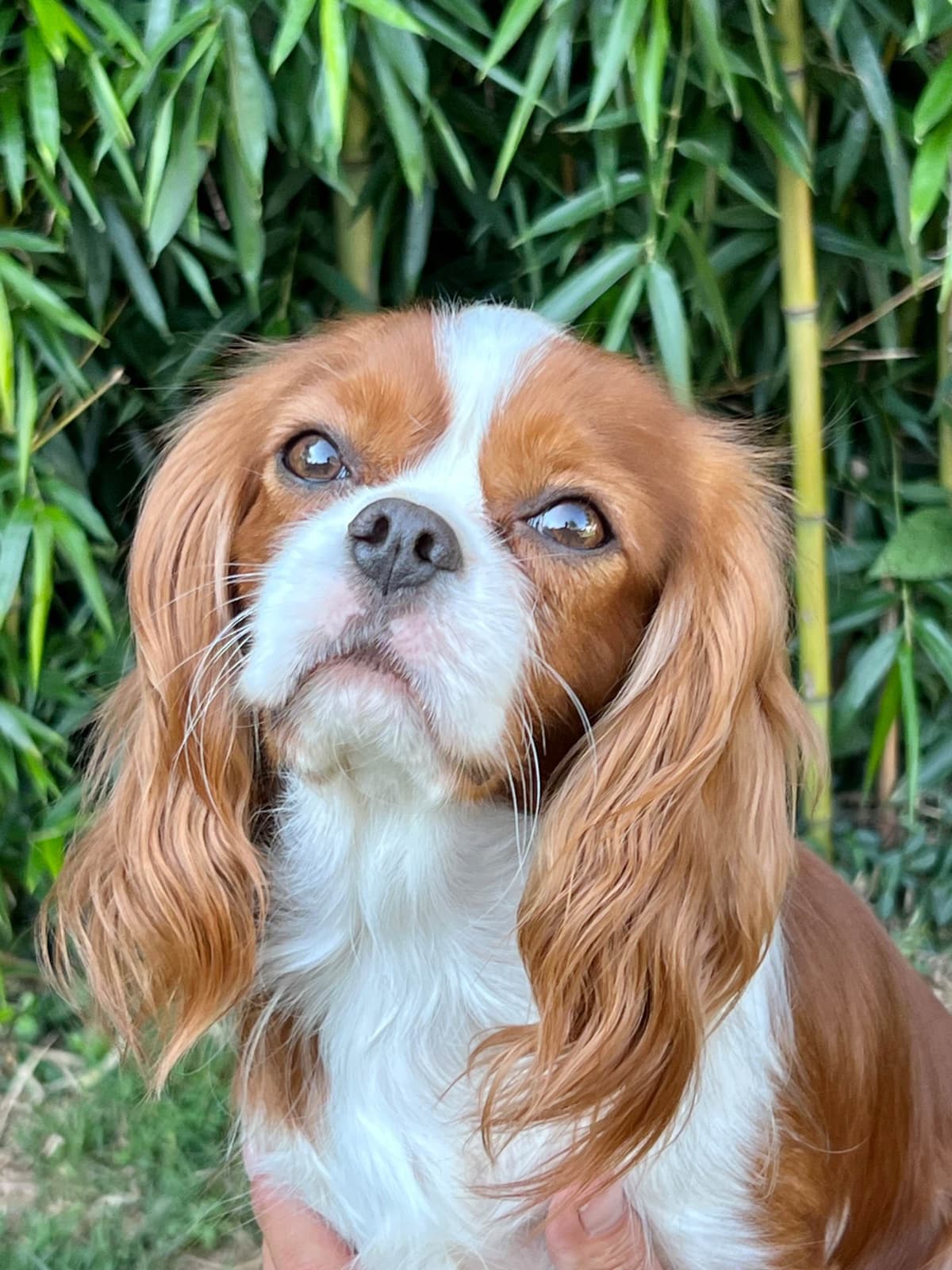 Cavalier King Charles Spaniel Puppies breeder image 3