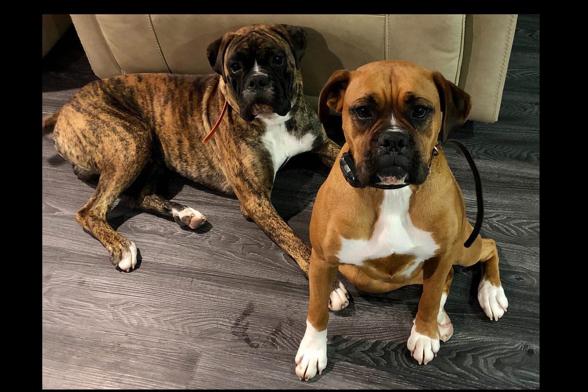 Boxer Puppies breeder image 1