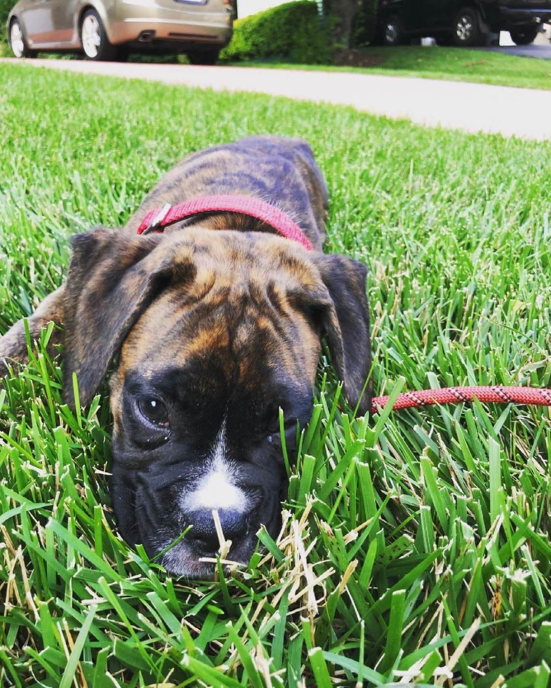 Boxer Puppies breeder image 3